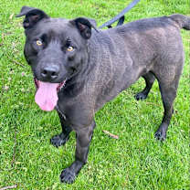 Thumbnail photo of Angus #1