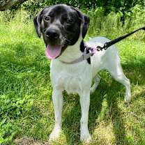 Thumbnail photo of Willow #1