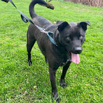 Thumbnail photo of Angus #2