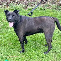 Thumbnail photo of Angus #3