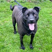 Thumbnail photo of Angus #4