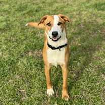 Thumbnail photo of Sandy #1