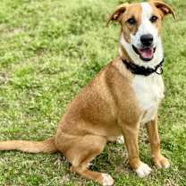 Thumbnail photo of Sandy #3