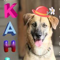 Thumbnail photo of Kahlua #1