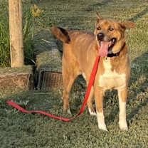 Thumbnail photo of Beau #1