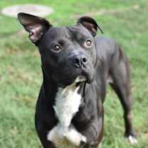 Thumbnail photo of Jet #2