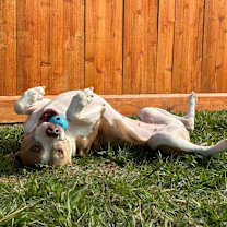 Thumbnail photo of Billie #1