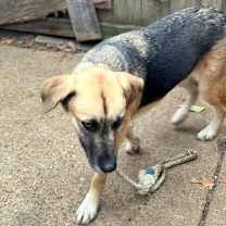 Thumbnail photo of Kahlua #2
