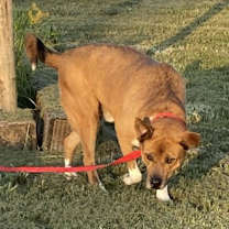 Thumbnail photo of Beau #2