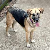 Thumbnail photo of Kahlua #3