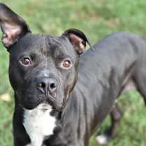 Thumbnail photo of Jet #3