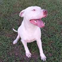 Thumbnail photo of Knox #3