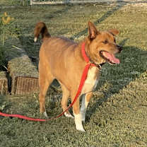 Thumbnail photo of Beau #3