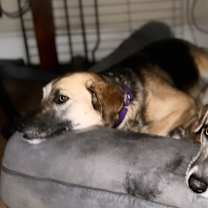 Thumbnail photo of Kahlua #4