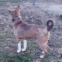 Thumbnail photo of Beau #4