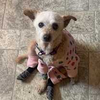 Thumbnail photo of Pippie #2