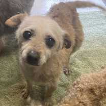 Thumbnail photo of Pippie #3