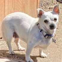 Thumbnail photo of Dutchess #3