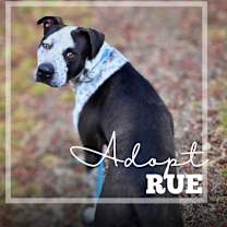 Thumbnail photo of Rue #1