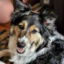 Thumbnail photo of Allie #1