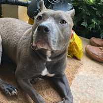 Thumbnail photo of Piggy (I Have a Secret Crush!) #2