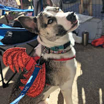 Thumbnail photo of Bruno #2