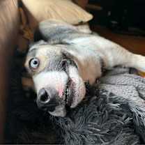 Thumbnail photo of Bruno #4