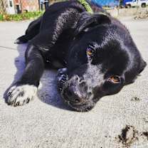 Thumbnail photo of Draco #3