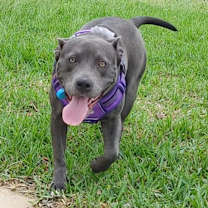 Thumbnail photo of Candy #1