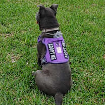 Thumbnail photo of Candy #4