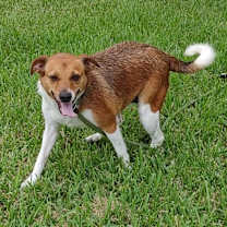 Thumbnail photo of Ginger #3