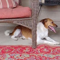 Thumbnail photo of Ginger #4