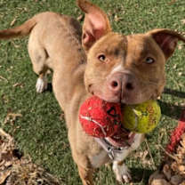Thumbnail photo of Rosie #4
