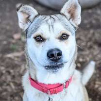 Thumbnail photo of Chevy #2