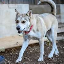 Thumbnail photo of Chevy #3