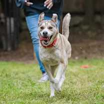 Thumbnail photo of Chevy #4