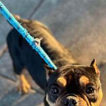 Thumbnail photo of Melodie (GA) #1