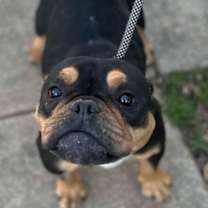 Thumbnail photo of Melodie (GA) #2