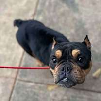 Thumbnail photo of Melodie (GA) #4