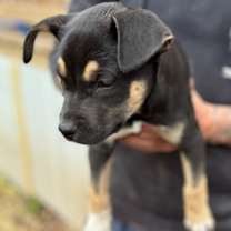 Thumbnail photo of Lila #4