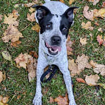 Thumbnail photo of Lennox- Paws Behind Bars Trained #3