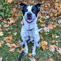 Thumbnail photo of Lennox- Paws Behind Bars Trained #4