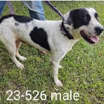 Thumbnail photo of Zack #2