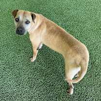 Thumbnail photo of Roxie 4229 #4