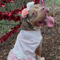 Thumbnail photo of Rose #1