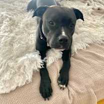 Thumbnail photo of Capone #3