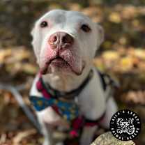 Thumbnail photo of Kodak #2