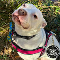 Thumbnail photo of Kodak #3