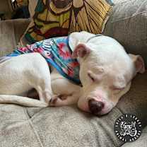Thumbnail photo of Kodak #4
