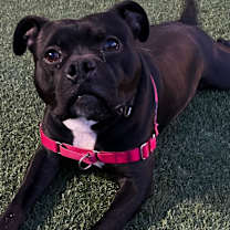 Thumbnail photo of Bo #4